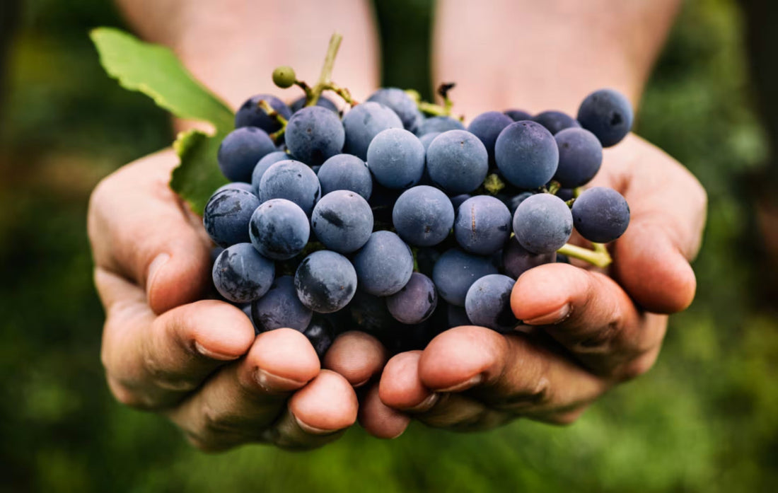 Pigiatrici e diraspatrici per uva: guida completa alla scelta giusta